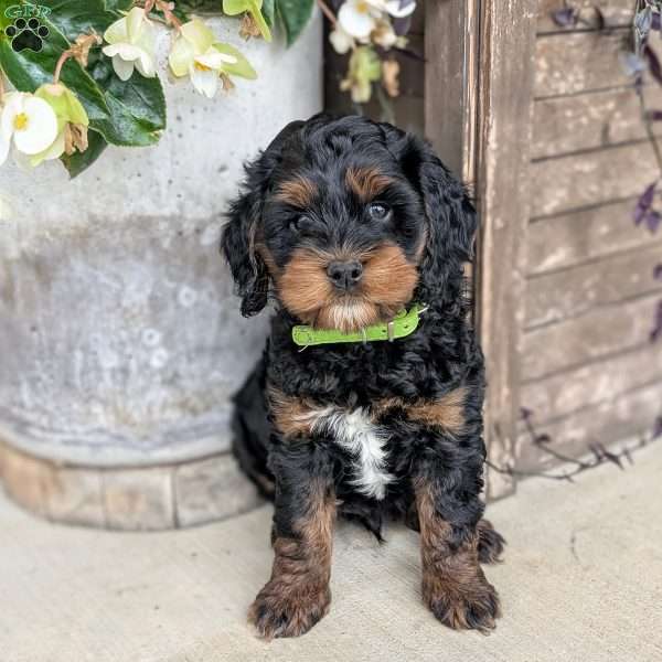 Gus, Mini Labradoodle Puppy
